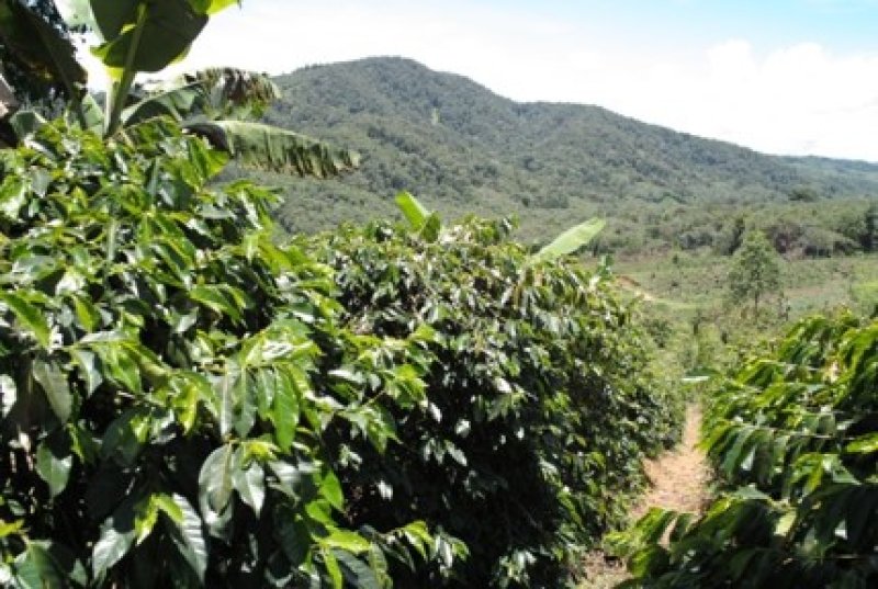 画像2: インドネシア中深 マンデリン・ライノー【200g】 (2)